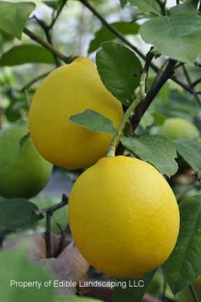 Citrus Meyer Lemon